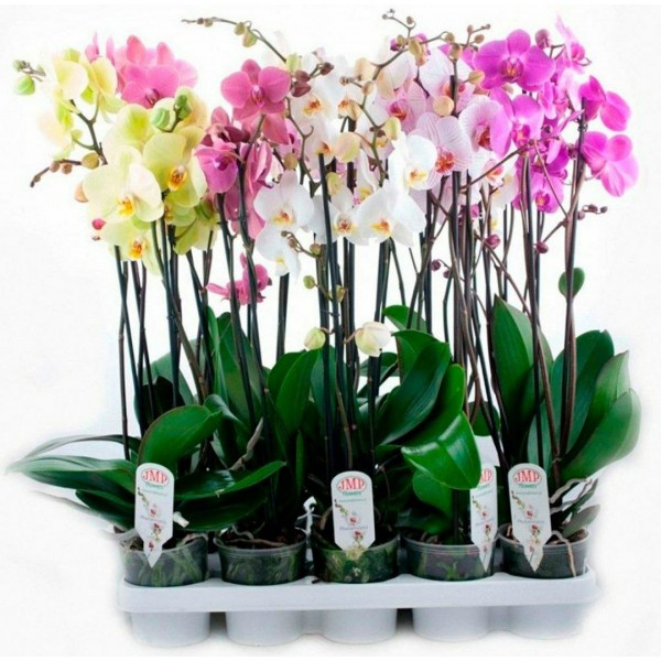 Орхидея Фаленопсис 1 ветка