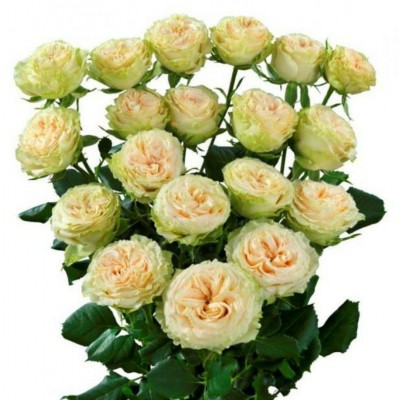 Пионовидная роза "Саммер роуз"
