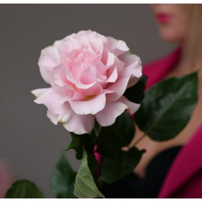 Роза "французская" розовая