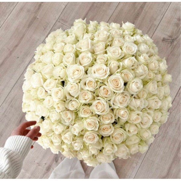 101 белая роза